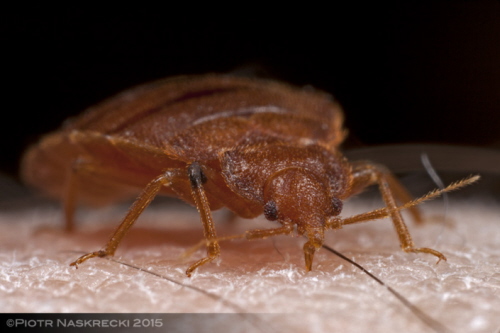 Pluskwa (Cimex lectularius) erujca na ludzkiej krwi.