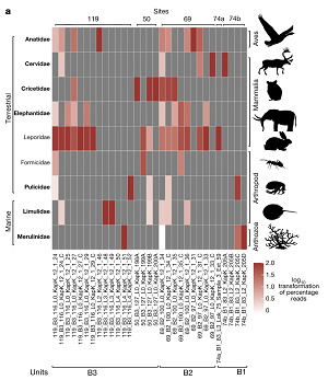 (z artykułu): Profile taksonomiczne zespołu zwierząt z jednostek B1, B2 i B3. Taksony zaznaczone pogrubioną czcionką to rodzaje znalezione tylko jako DNA