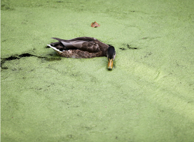 Z New York Times: Rzsa wodna i kaczka na stawie w Niemczech. CreditCreditKay Nietfeld/DPA, via Getty Images