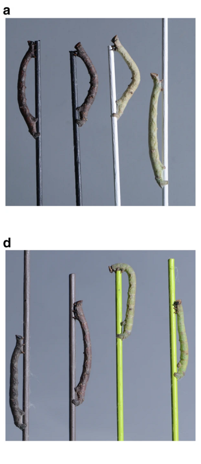 <span>(From paper) Blindfolded and control </span>B. betularia<span> larvae from achromatic and chromatic dowel treatments. </span>a<span> Examples of final instar blindfolded (first and third from left) and control (second and fourth from left) larvae on black and white treatment dowels. . . . d Examples of final instar blindfolded (two outermost) and control (two innermost) larvae on brown and green treatment dowels</span>