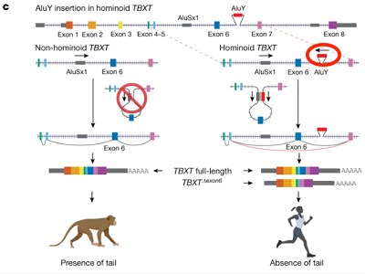 (Z artykuu) Schemat proponowanego mechanizmu ewolucji utraty ogona u hominoidów. Obrazy naczelnych w a i c zostay utworzone przy uyciu programu BioRender (https://biorender.com).