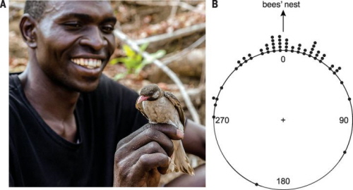 Fig. 1 Miodowody due precyzyjnie prowadz ludzi do uli. (A) Poszukujcy miodu Yao i dziki, wolno yjcy miodowód. (Ten ptak zosta schwytany w sie przez badaczy i ani nie jest oswojony, ani nie yje w niewoli.) (B) Precyzja wstpnego zachowania wiodcego miodowoda w stosunku do zlokalizowanych uli. Kropki reprezentuj rónic midzy pocztkow trajektori ptaka przez pierwszych 40 metrów, a ostatecznym kierunkiem ula (tutaj 0) i s rozstawione w interwaach 5°. Kada kropka przedstawia wypraw (n = 58 wypraw) do rónych uli, które byy co najmniej 80 m od punktu, gdzie rozpoczo si prowadzenie. Czasami miodowód prowadzi ludzi do wicej ni jednego ula (n = 50 prowadze). Koowy rozkad jest jednomodalny (Rayleigh test, P < 0.001) z redni 1,7° (95% przedzia ufnoci obejmuje zero: 352,3° do 11,1°), pokazujc, e zachowanie miodowoda daje wiarygodne wskazówki dla ludzi.