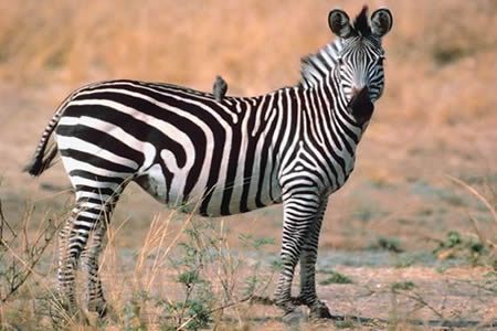 Zebra stepowa