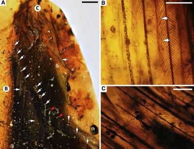 <span>(From paper): (A) Overview of primary and secondary feather exposure at polished edge of amber piece, with inclined arrows marking primary rachises (P1 and P2 weakly distinguished from secondaries and marked in red); vertical arrows mark secondaries; horizontal arrows mark pale areas in wing; and lettered circles mark positions of (B) and (C). (B) Weakly pigmented reduced barbules from primary barbs in leading edge of wing. (C) Dark brown barbules from primary barbs in base of posterior vane of primary. Scale bars, 2 mm in (A); 0.25 mm in (B) and (C). See also Figures S1 and S2.</span>