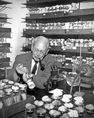 Alfred H. Sturtevant, Profesor biologii, emeritus, w swoim laboratorium w Caltech w 1965 r. Zdjęcie James McClanahan. Credit: Caltech Archives