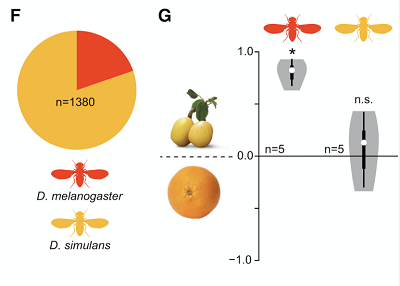 (F) Proportion of D. melanogaster to Drosophila simulans from all collection sites. (G) Violin plots showing oviposition indices (OI) of wild D. melanogaster and D. simulans (color code as per F) provided a choice between traps baited with marula or orange. White circles show the median, and boxes show the 25th–75th percentiles, which are extended by whiskers indicating 1.5× the interquartile range from the 25th–75th percentiles; the shape denotes the density estimate and extends to extreme values. Deviation of the OI against zero was analyzed for significance (∗p < 0.05) with a one-sample Wilcoxon test (p < 0.05).