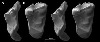 Fig. 4. Stereo scanning electron micrographs of studied eutherian mammal specimens from the Ber riasian Purbeck Group of Dorset, southern England; in occlusal view. A. Durlstotherium newmani gen. et sp. nov., NHMUK PV M 99991. B. Durlstodon ensomi gen. et sp. nov., NHMUK PV M 99992.