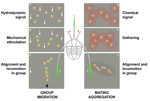 <span>Two non-exclusive hypotheses to explain the linear clusters of </span>Ampyx priscus<span> from the Lower Ordovician of Morocco. (a–c) Response to oriented environmental stress (e.g. storms); hydrodynamic signal (higher current velocity represented by white arrows) received by motion sensors triggers re-orientation of individuals; mechanical stimulation and/or possible chemical signals cause gathering, alignment and locomotion in group. (d–f) Seasonal reproductive behaviour; chemical signals (e.g. pheromones; see red circles and red arrows) cause attraction and gathering of sexually receptive individuals (males and females) and migration to spawning grounds. The alignment of individual may have been controlled by mechanical stimuli (as in a–c). Olfactive and mechanical sensors were probably located on the antennules (pink areas 4, 5), and genal and glabellar spines (green areas 1–3), respectively. The exact location of mechanoreceptors is uncertain (possibly on high-relief exoskeletal features such as the glabella).</span>