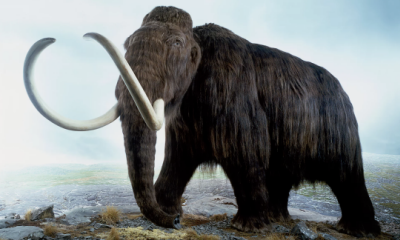(Podpis w “Guardianie”) Mamut wochaty (Mammuthus primigenius), model wymarego mamuta z epoki lodowej. Zdjcie: Andrew Nelmerm/Getty Images/Dorling Kindersley
