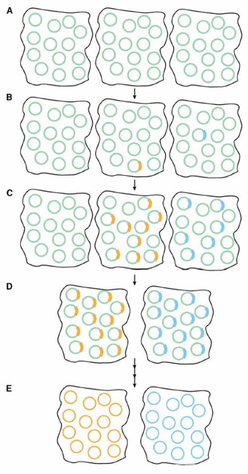 Jak z jednego gatunku bakterii Hodgkinia powstaj dwa?. Zdjcie: Van Leuven et al, 2014.