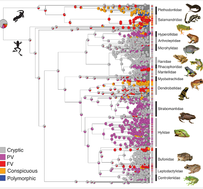 (Z artykułu): Ryc. 2. Oszacowanie stanu każdego stanu ubarwienia przodków (N = 1106 gatunków) u żab i salamander. Wykresy kołowe w każdym węźle pokazują prawdopodobieństwa stanów przodków. Stan przodków żab i salamander prawdopodobnie ma kamuflujące ubarwienie. Ukryte sygnały koloru (PV i FV) są szeroko rozpowszechnione i ewoluowały wielokrotnie w różnych liniach. PV: zakamuflowany grzbiet z rzucającym się w oczy kolorem występującym jako małe plamki na normalnie ukrytych częściach ciała; FV: zakamuflowany grzbiet z wyraźnymi kolorami całkowicie pokrywającymi stronę brzuszną. Zobacz tabelę S11, aby uzyskać informacje o autorach zdjęć.