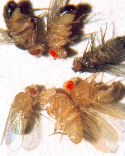 D. melanogaster multiple mutants (clockwise from top): brown eyes and black cuticle (2 mutations), cinnabar eyes and wildtype cuticle (1 mutation), sepia eyes and ebony cuticle, vermilion eyes and yellow cuticle, white eyes and yellow cuticle, wildtype eyes and yellow cuticle.