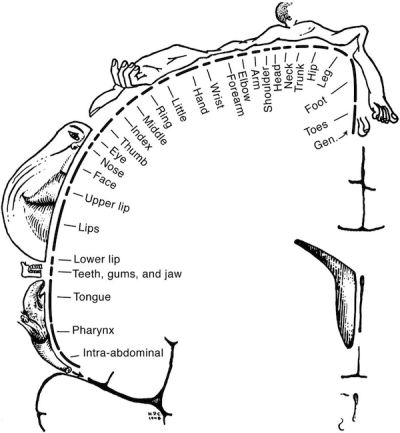 Wilder Penfield’s homunkulus. ródo: http://cercor.oxfordjournals.org/content/23/5/1005.ful