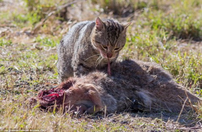 Kiedy zderzaj si regiony zoogeograficzne: zdziczay kot w Queensland poerajcy zabitego przez samochód kangura, Joe Scanlan via Daily Mail</a>.