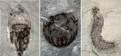 <span>From Allison Daley’s news and views: Fossils discovered in the Qingjiang biota include animals rarely seen in the Cambrian rock record, such as jellyfish (left), comb jellies (middle), and kinorhynchs (right).</span>