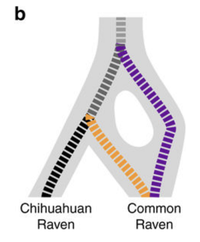 (From paper): b Hypothesis of speciation reversal where the Common Raven is formed from the fusion of non-sister California (orange) and Holarctic (purple) lineages following secondary contact, while Chihuahuan Ravens (black) remained reproductively isolated despite sympatry with the Common Raven. Dashed lines in b show the mtDNA gene tree topology from this and previous studies. Solid grey background in b traces the changing taxonomic boundaries as the Holarctic lineage first split from the ancestor of the California and Chihuahuan lineages, and then the California and Holarctic lineages fused into a single admixed lineage