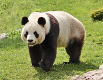 Tutaj jest zdjcie jednej z nich na wypadek, gdybycie zapomnieli, jak wyglda panda.