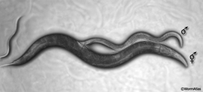 Dorose C. elegans w trakcie kopulacji – na górze samczyk, na dole posta dominujca w populacji – hermafrodyta; http://www.wormatlas.org/male/introduction/mainframe.htm