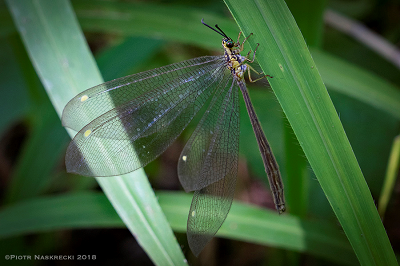 Towarzyskie mrówkolwy (Hagenomyia tristis) maj jasne, rzucajce si w oczy punkty na skrzydach, które odwracaj uwag potencjalnego drapienika od ciaa owada i czyni, e jeszcze trudniej go zauway.