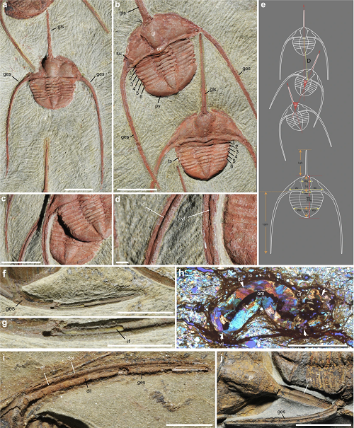 <br /><span>General morphology and parameters of the raphiophorid trilobite </span>Ampyx priscus<span> Thoral, 1935, from the Lower Ordovician (Upper Tremadocian-Floian) Fezouata Shale of Morocco (Zagora area). (a–d) BOM 2481, overall morphology and details of genal spines. (e) Parameters used in measurements. (f,g) MGL 096718, genal spine showing internal mineralized infilling. (h) AA.OBZ2.OI.1, transverse thin section through right genal spine (see general view in Supplementary Fig. 8d). (i) MGL 096727, genal spine. (j) ROMIP 57013, external mould of glabellar and genal spine showing longitudinal ridge. a–d,f,g,i,j are light photographs.</span>